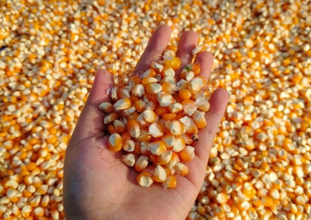 In a boon for food security, China develops high-protein corn