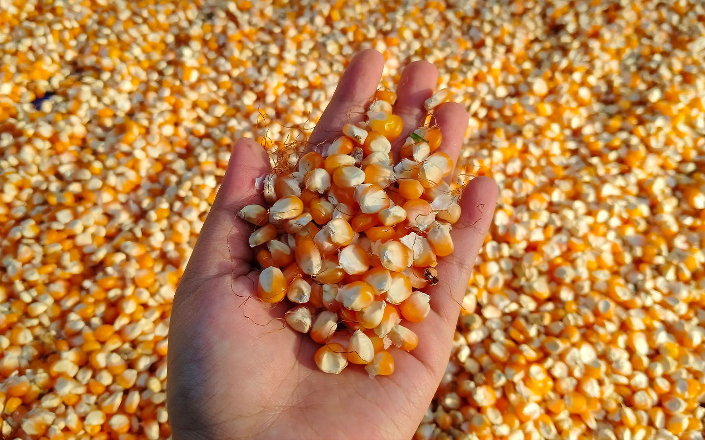 In a boon for food security, China develops high-protein corn