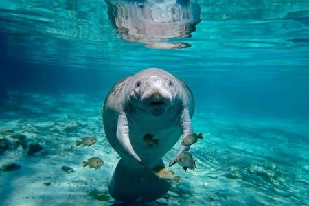 A baby manatee has made her public debut at Hengqin’s Chimelong resort