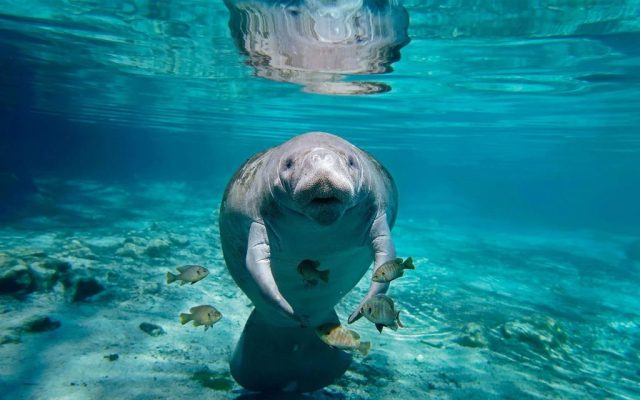 A baby manatee has made her public debut at Hengqin’s Chimelong resort 