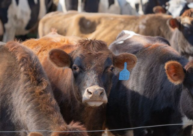 Forget fossil fuels, the meat and dairy industries are the real climate culprits, study finds