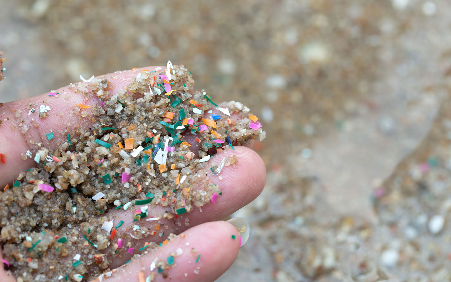 Plastic pollution is causing brain damage in seabird chicks, study finds