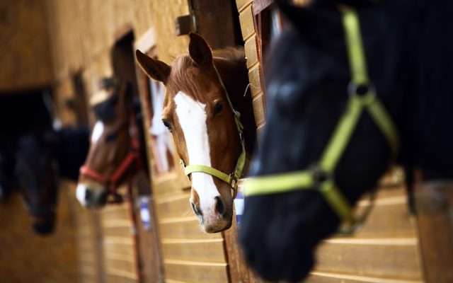Most of Macao’s former racehorses have been sent to Zhuhai