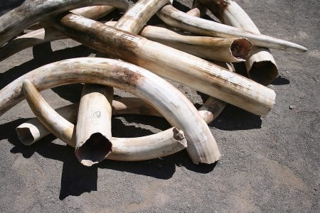 Ivory tusks