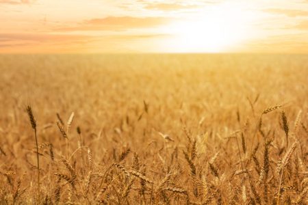 Climate change is cutting into staple crop yields, study finds
