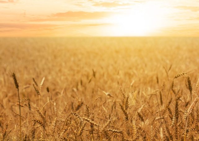 Climate change is cutting into staple crop yields, study finds