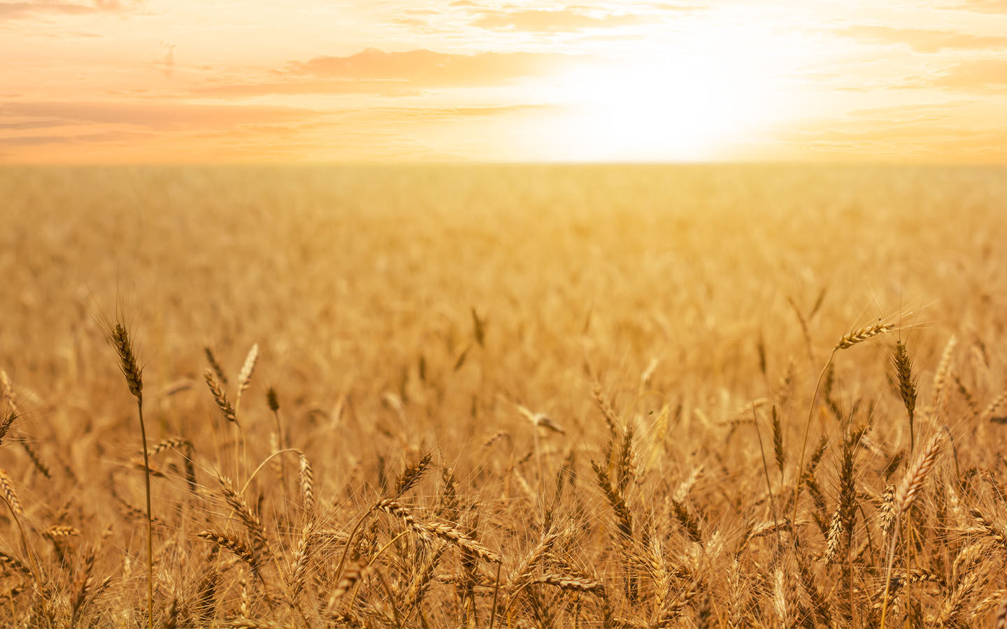 Climate change is cutting into staple crop yields, study finds