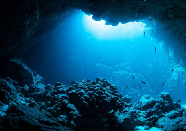 More than a fifth of the world’s oceans are losing sunlight 