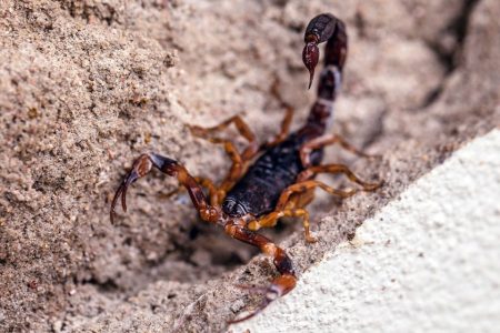 Scorpions are thriving in cities in Brazil, with reported stings soaring to new heights