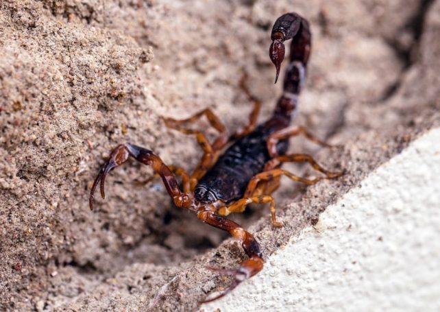 Scorpions are thriving in cities in Brazil, with reported stings soaring to new heights 