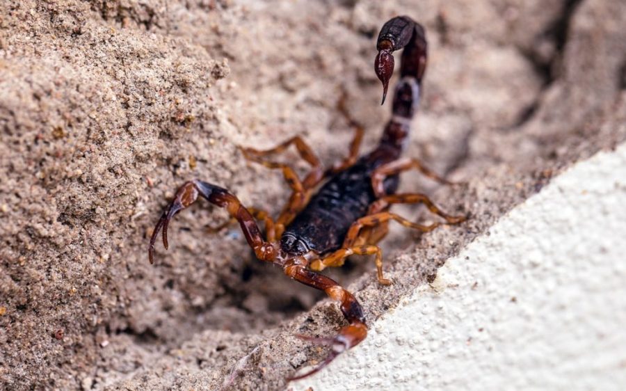 Scorpions are thriving in cities in Brazil, with reported stings soaring to new heights 