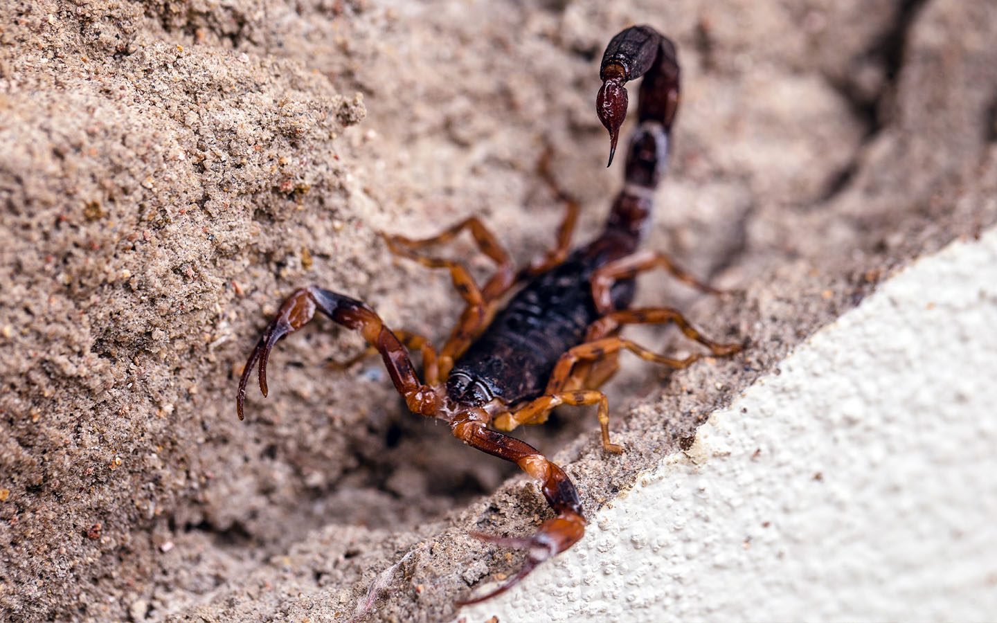 Scorpions are thriving in cities in Brazil, with reported stings soaring to new heights 