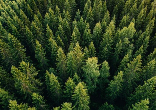 Trees ‘talk’ to each other ahead of a solar eclipse, study finds
