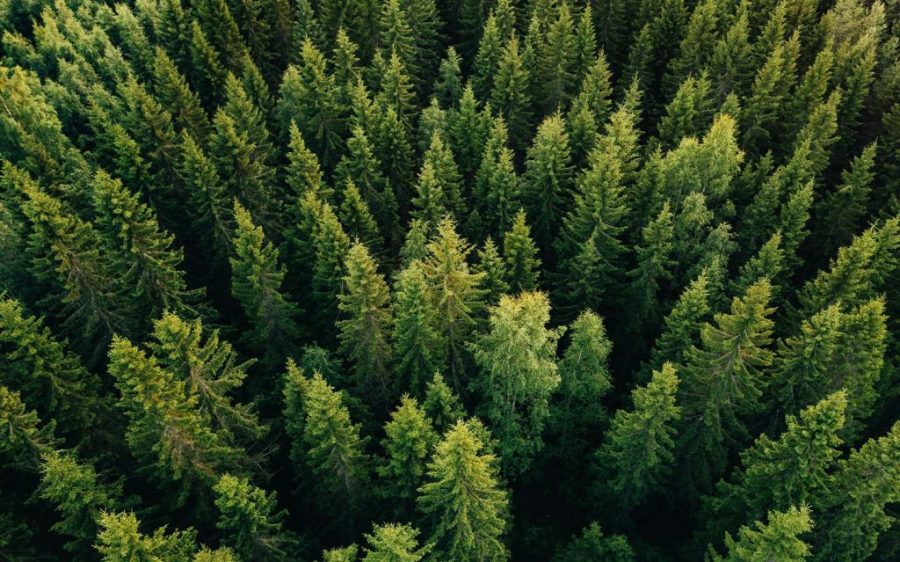Trees ‘talk’ to each other ahead of a solar eclipse, study finds