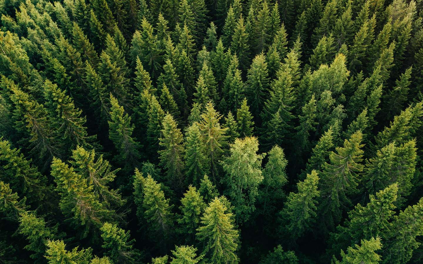 Trees ‘talk’ to each other ahead of a solar eclipse, study finds
