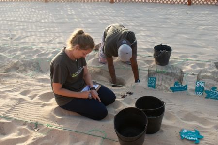 Staff work at a turtle hatchery at Sal island, Cape Verde