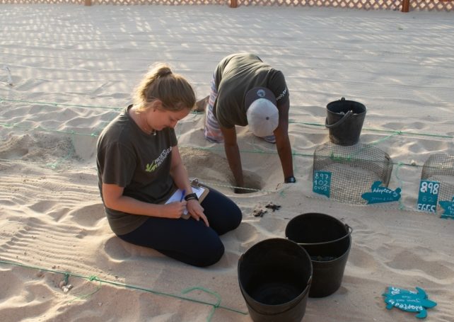 Cabo Verde NGO gets set for its annual beach cleanup ahead of turtle nesting season