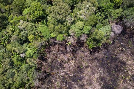 Deforestation in the Brazilian Amazon soared 92 percent in May