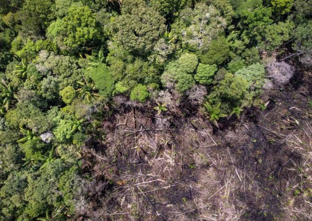 Deforestation in the Brazilian Amazon soared 92 percent in May