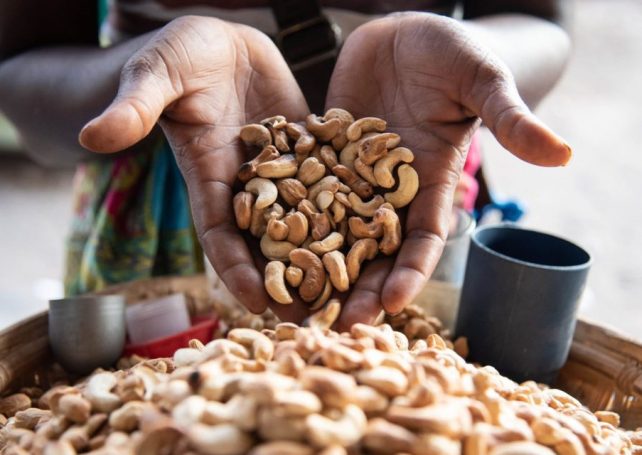 Mozambican cashew production is growing dramatically