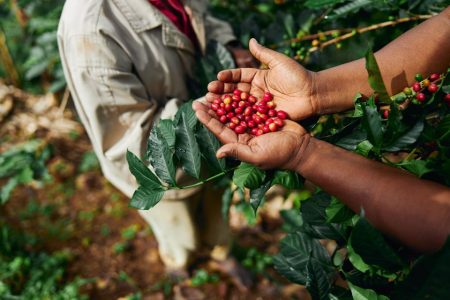 Mozambican coffee production is expected to more than double in 2025