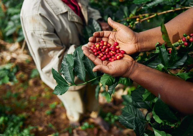 Mozambican coffee production is expected to more than double in 2025