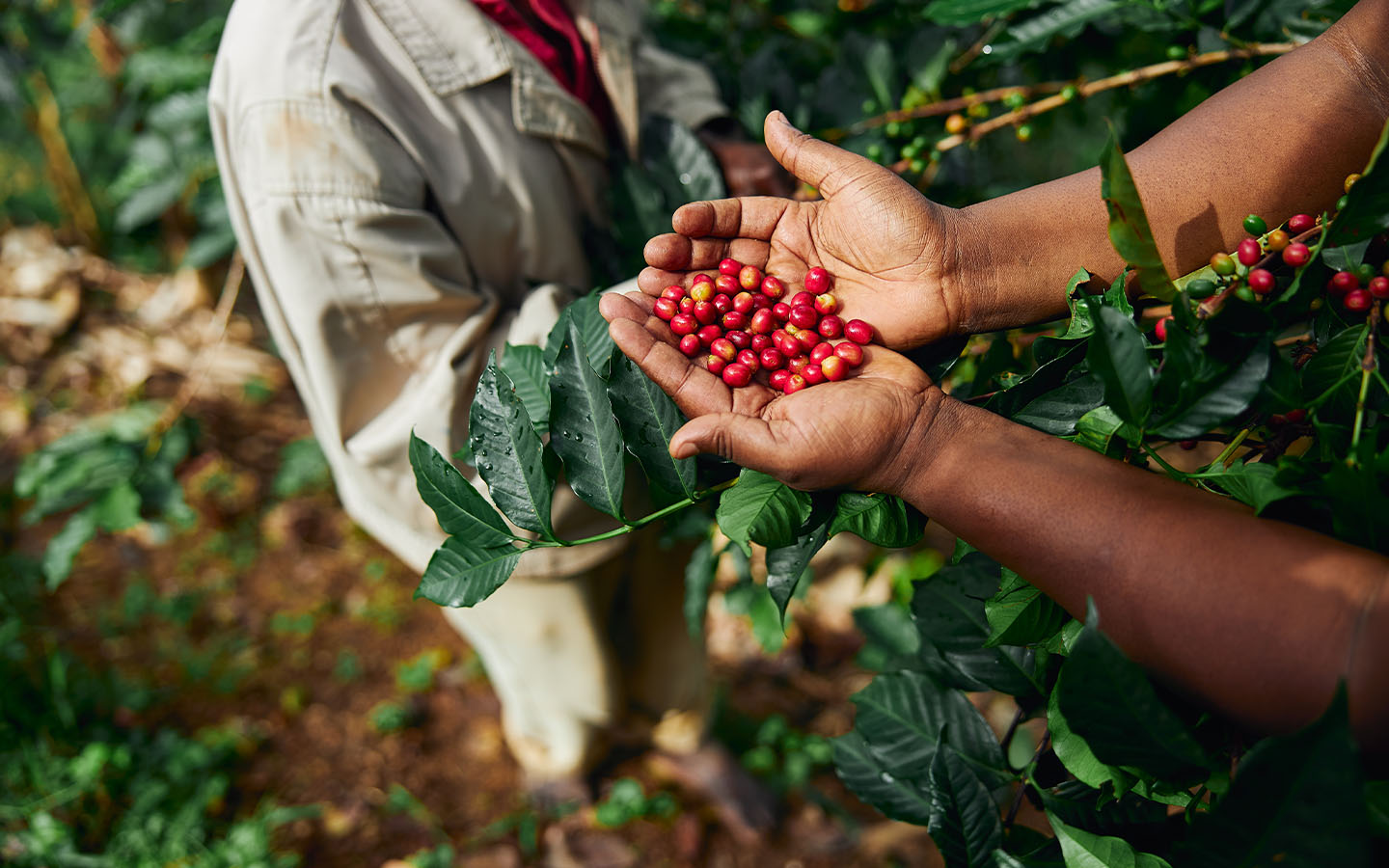 Mozambican coffee production is expected to more than double in 2025