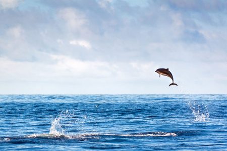 Portugal announces a massive new marine protected area