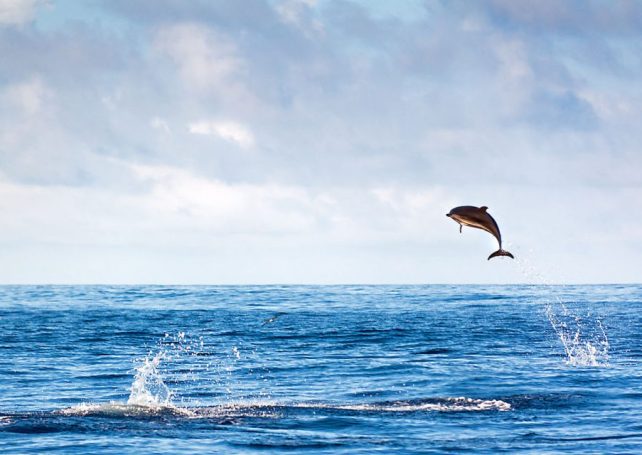 Portugal announces a massive new marine protected area