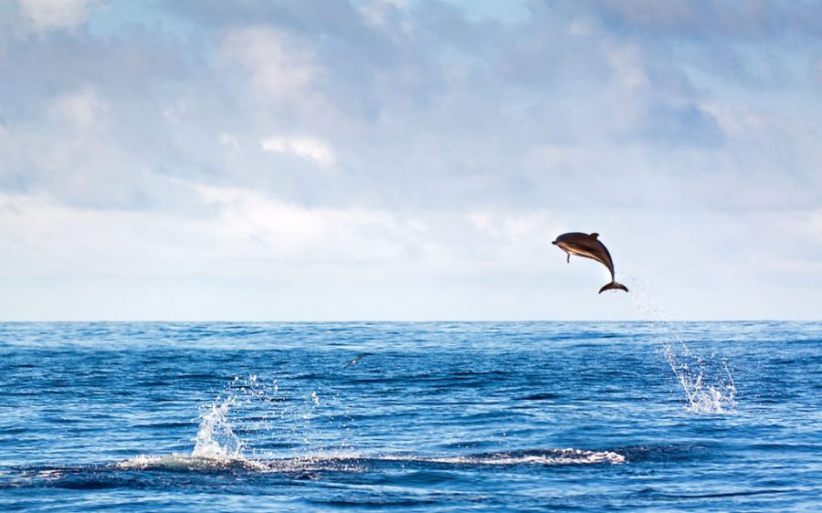 Portugal announces a massive new marine protected area