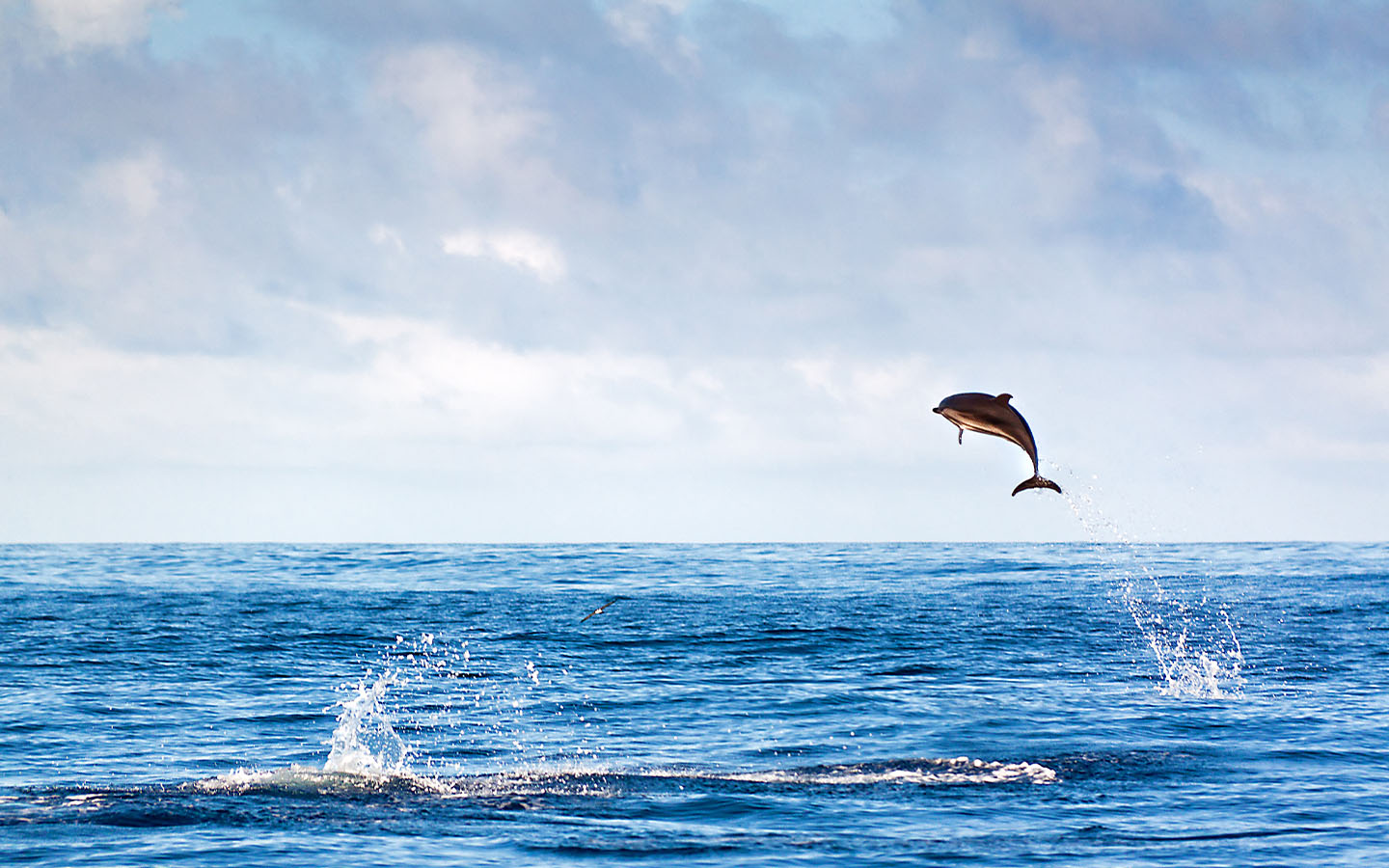 Portugal announces a massive new marine protected area