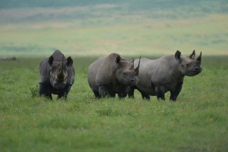 Mozambican national park secures a founding population of black rhinos
