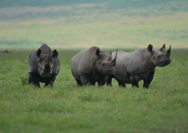 Mozambican national park secures a founding population of black rhinos