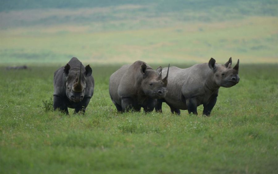 Mozambican national park secures a founding population of black rhinos