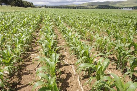 Angola lands major agricultural investment from China’s CITIC