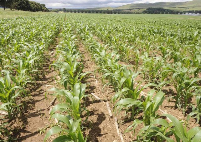 Angola lands major agricultural investment from China’s CITIC