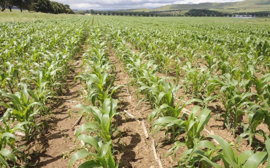 Angola lands major agricultural investment from China’s CITIC