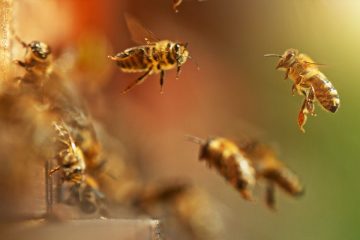 Chinese scientists are turning bees into tiny reconnaissance drones