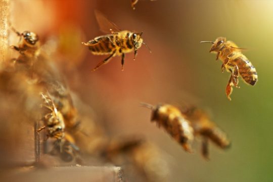 Chinese scientists are turning bees into tiny reconnaissance drones