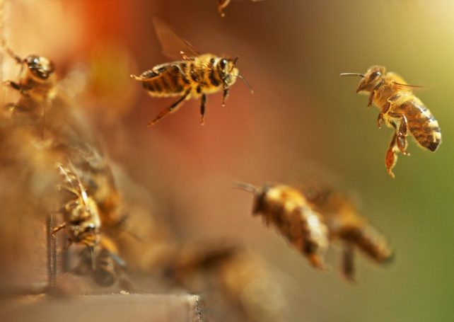 Chinese scientists are turning bees into tiny reconnaissance drones