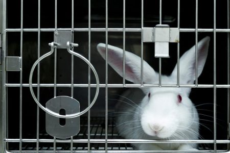 Brazil poised to end animal testing after landmark vote