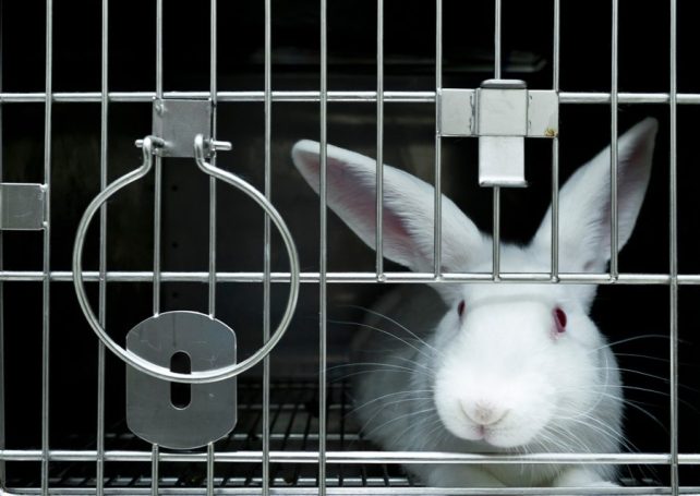 Brazil poised to end animal testing after landmark vote