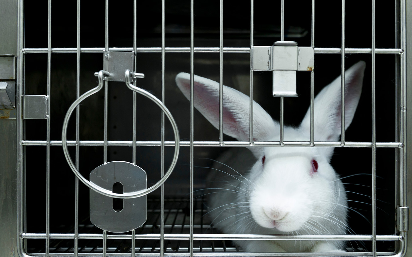 Brazil poised to end animal testing after landmark vote