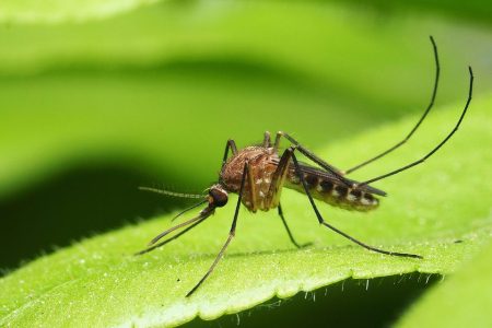 Macao reports 2 more cases of chikungunya fever as provincial epidemic spreads