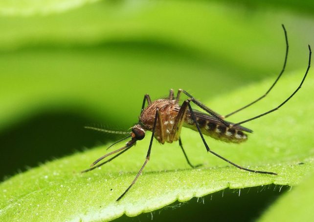 Macao reports 2 more cases of chikungunya fever as provincial epidemic spreads