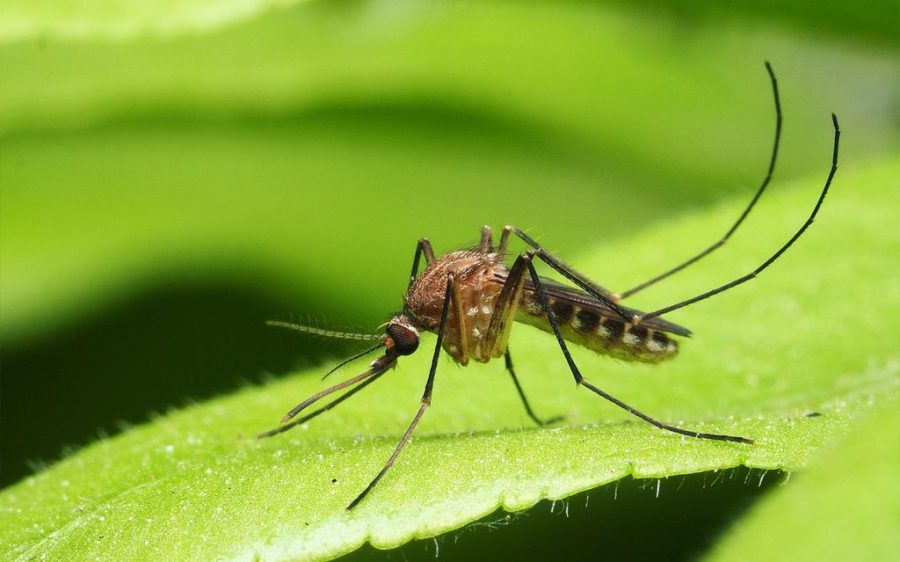 Macao reports 2 more cases of chikungunya fever as provincial epidemic spreads