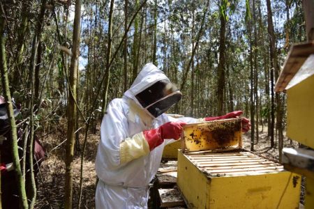 honey production Mozambique