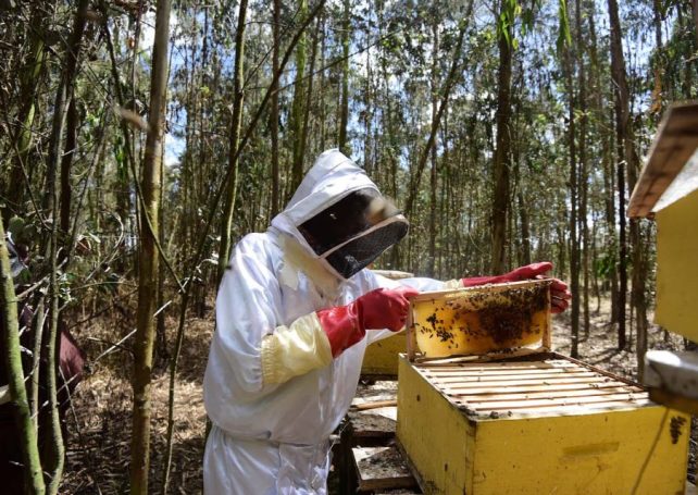 A new Mozambican honey project expects to produce 100 tonnes annually