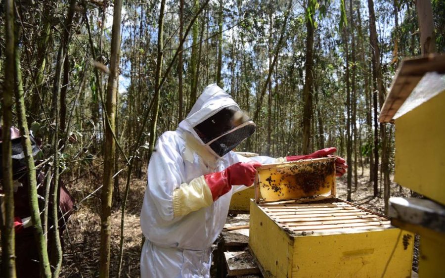 A new Mozambican honey project expects to produce 100 tonnes annually