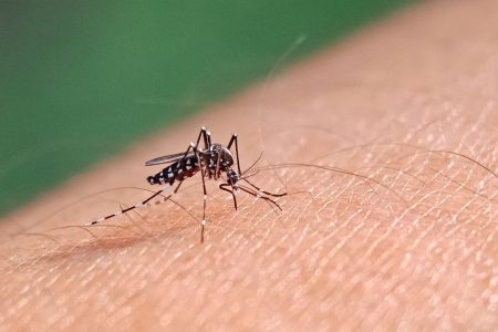 As Chikungunya fever spreads in Shunde, Macao’s Health Bureau advises caution